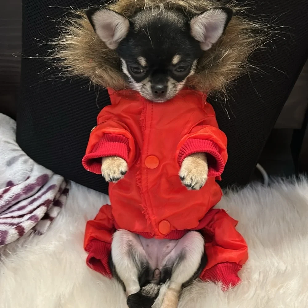 Cozy dog winter jacket